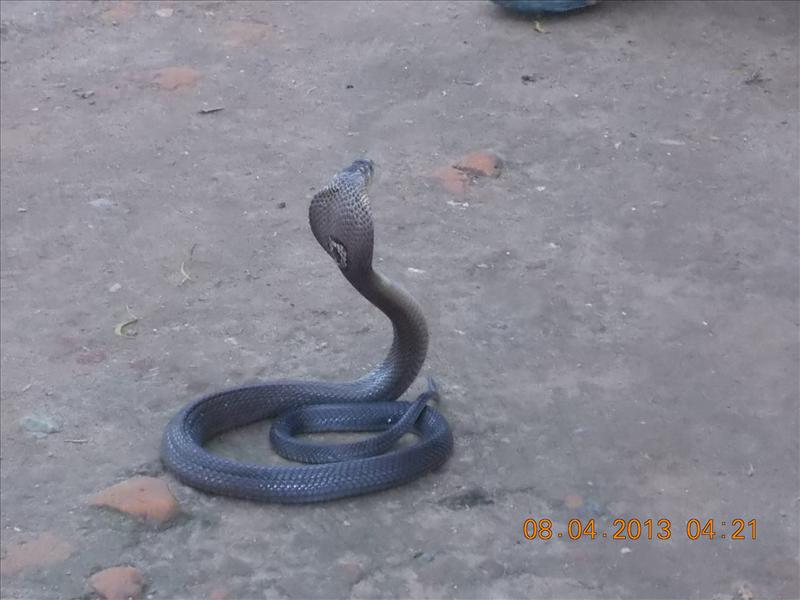 Monocled Cobra